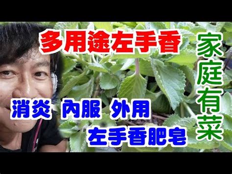 左手香可以放室內嗎|左手香種植